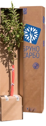 Авторское дерево Праздничное